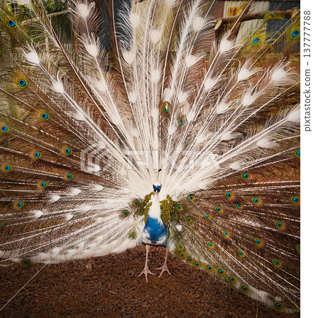 Male peacock displaying tail with partial white feathers 137777788