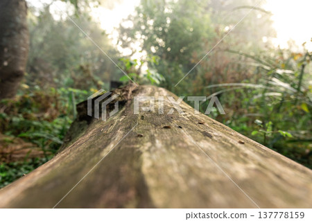 Beautiful textured log in the forest, close-up. Beautiful textured log in the forest, close-up. 137778159