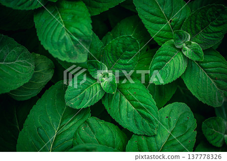 Natural background, green mint leaves top view. 137778326