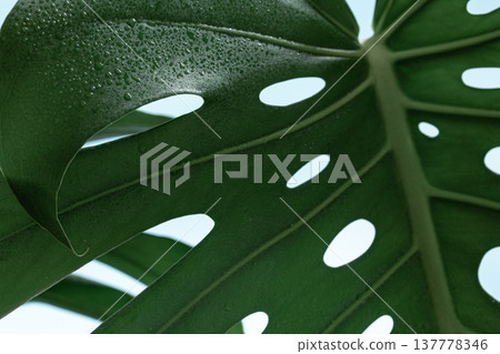 Natural background with tropical monstera leaf close up. Natural background with tropical monstera leaf close up. 137778346