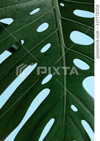 Natural background with tropical monstera leaf close up. Natural background with tropical monstera leaf close up. 137778350