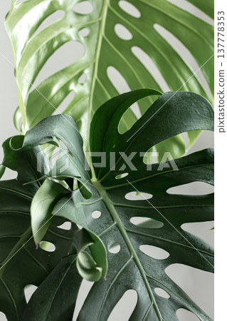 Close-up of textured leaves of tropical plant monstera. Close-up of textured leaves of tropical plant monstera. 137778353