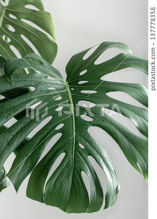 Close-up of textured leaves of tropical plant monstera. Close-up of textured leaves of tropical plant monstera. 137778358