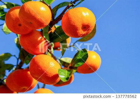 橙色的花園 137778562