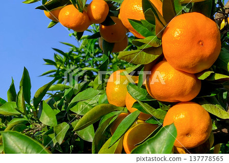 Orange garden Orange garden 137778565
