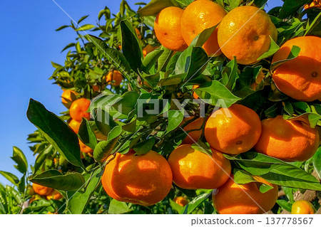 Orange garden Orange garden 137778567