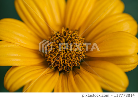 Flower of yellow chamomile growing in the garden, macro shot. 137778814
