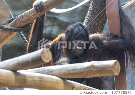 Funny monkey with a funny smile in the zoo. 137778875