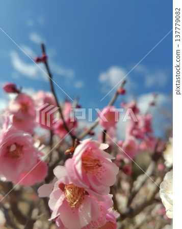 在藍天的桃紅色李子開花 在藍天的桃紅色李子開花 137779082