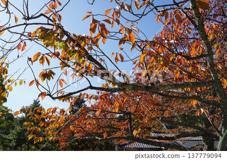 鞍馬寺的秋日櫻花樹下 137779094