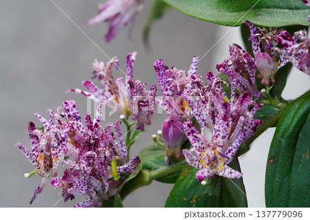 Toad lilies blooming in Kibune Toad lilies blooming in Kibune 137779096