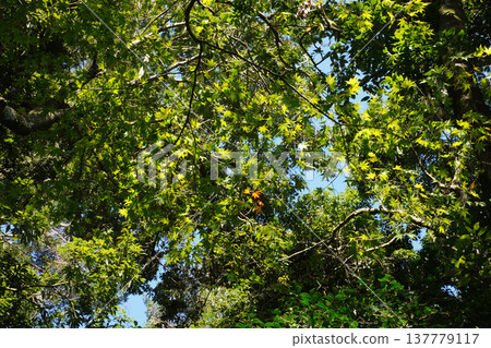 Trees in the mountains of Kurama Trees in the mountains of Kurama 137779117