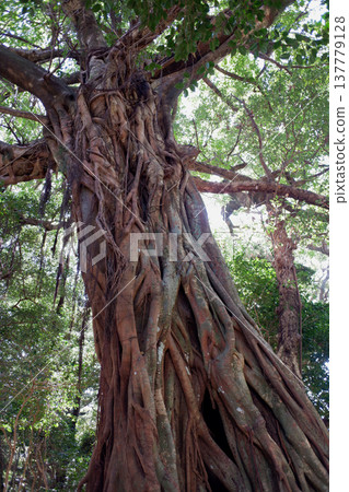 Akou of Matsuo, Tosashimizu City, Kochi Prefecture Akou of Matsuo, Tosashimizu City, Kochi Prefecture 137779128