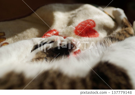 A cat sleeping on a blanket A cat sleeping on a blanket 137779148