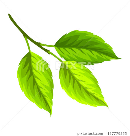 Illustration of branch with leaves. Spring or summer stylized foliage. 137779255