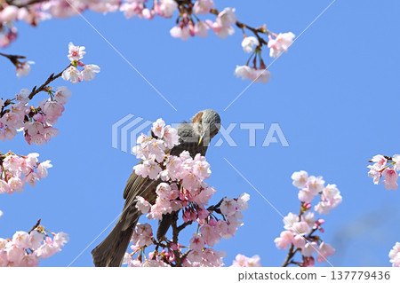 Sakura and bulbul Sakura and bulbul 137779436