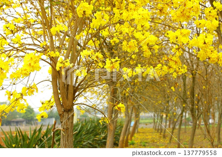 鈴木黃卡夫、鈴木黃金夫、鈴木巴賽夫、Iriju、巴賽郭卡 137779558