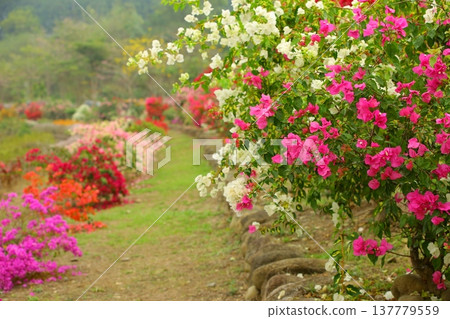 九重葛（三角梅、矮繭、葛、南美紫茉莉、刺座花、西紫茉莉、葉花、三角花、葉梅）花園高道 137779559