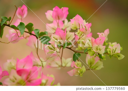 Kokonoe kudzu, triangular plum, cypress plum, keboka, Minami Shimari, Sashizai flower, Western purple Mari, leaf flower, triangular flower, leaf plum Kokonoe kudzu, triangular plum, cypress plum, keboka, Minami Shimari, Sashizai flower, Western purple Mari, leaf flower, triangular flower, leaf plum 137779560