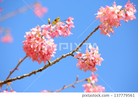 樹枝上美麗的櫻花(京桃、福島櫻花、楔形、藍櫻花),藍色自然背景 樹枝上美麗的櫻花(京桃、福島櫻花、楔形、藍櫻花),藍色自然背景 137779561