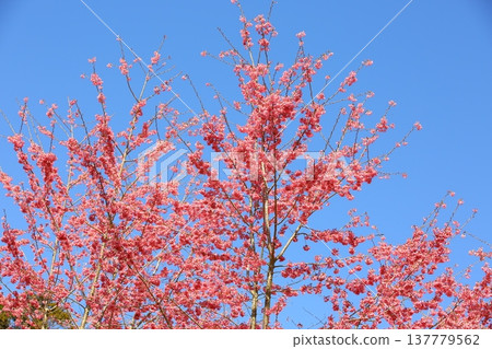 Beautiful cherry blossoms (Jing peach, Fukushima cherry tree, wedge, blue cherry tree) on tree branch, blue natural background Beautiful cherry blossoms (Jing peach, Fukushima cherry tree, wedge, blue cherry tree) on tree branch, blue natural background 137779562