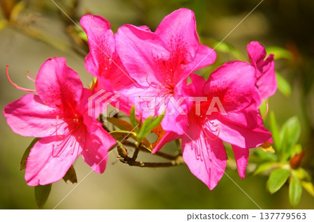 已發布的 Moriflora (Yingshanhong, Mountainstone, Mountainstack, Hoshunhana, Qingminghana) 137779563