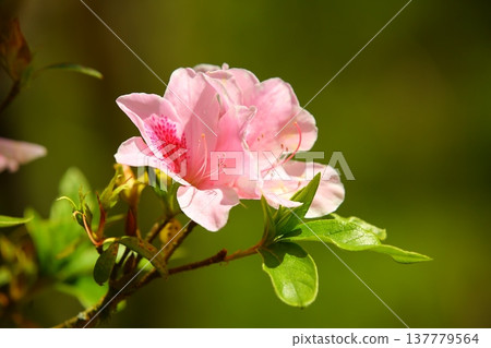 Released Moriflora (Yingshanhong, Mountainstone, Mountainstack, Hoshunhana, Qingminghana) 137779564
