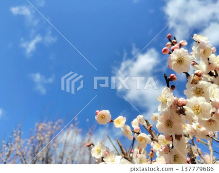 在藍天的李子開花 在藍天的李子開花 137779686