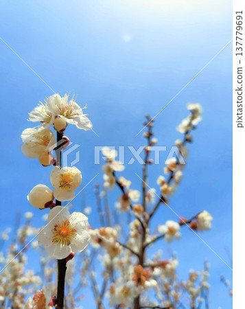 在藍天的李子開花 137779691