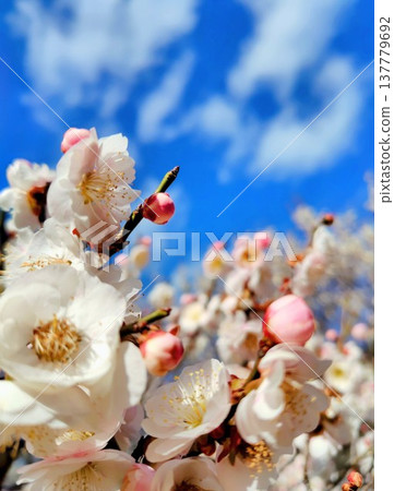 在藍天的李子開花 137779692