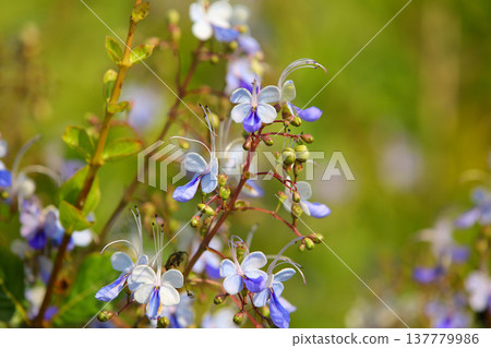 藍色蝴蝶花,紫色蝴蝶花,蝴蝶花,紫色蝴蝶花,藍色蝴蝶花,紫色蝴蝶花 藍色蝴蝶花,紫色蝴蝶花,蝴蝶花,紫色蝴蝶花,藍色蝴蝶花,紫色蝴蝶花 137779986