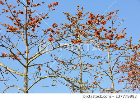 木棉(戰樹、攀枝花、棉樹、紅棉樹、英雄樹、細棉、瓊枝、漩渦樹、幸運貝殼、老端、旗幟)花,藍色自然背景 木棉(戰樹、攀枝花、棉樹、紅棉樹、英雄樹、細棉、瓊枝、漩渦樹、幸運貝殼、老端、旗幟)花,藍色自然背景 137779988