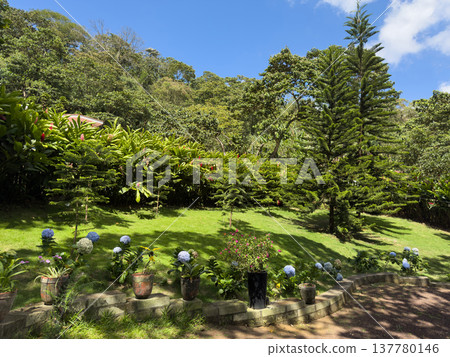 Gardens with plants and flowers in a forest area on a sunny day Gardens with plants and flowers in a forest area on a sunny day 137780146