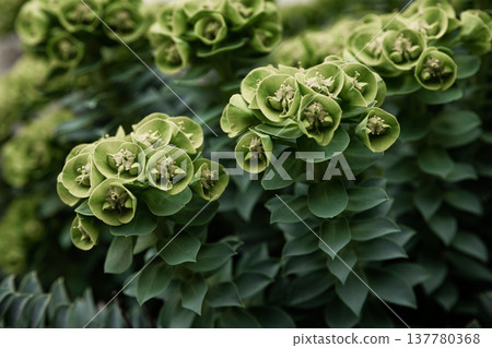Rosetta stonecrop, or Sedum rosetta. Close-up photo of its small green leaves. 137780368