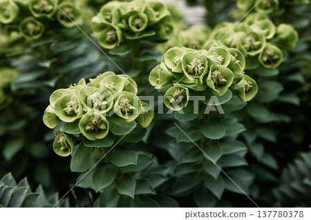 Rosetta stonecrop, or Sedum rosetta. Close-up photo of its small green leaves. Rosetta stonecrop, or Sedum rosetta. Close-up photo of its small green leaves. 137780378