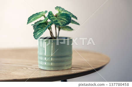 A small indoor plant in a ceramic pot in the interior of the room. A small indoor plant in a ceramic pot in the interior of the room. 137780458