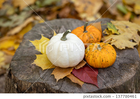 Small pumpkins on a stump in the autumn forest. Small pumpkins on a stump in the autumn forest. 137780461