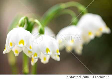 Snowdrops on a blurred background, macro shot. Snowdrops on a blurred background, macro shot. 137780486