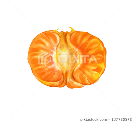 Watercolor illustration of half a peeled tangerine on an isolated background. Drawing of an orange tropical fruit. Realistic citrus clipart for food packaging and organic branding. Watercolor illustration of half a peeled tangerine on an isolated background. Drawing of an orange tropical fruit. Realistic citrus clipart for food packaging and organic branding. 137780578