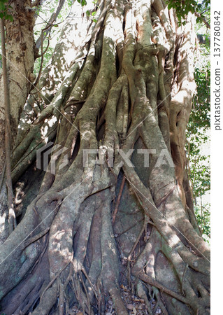 高知縣土佐清水市松尾的Akou 137780842