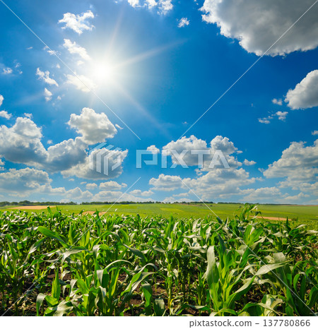 Lush Green Maize Plantation in Summer Sun Lush Green Maize Plantation in Summer Sun 137780866