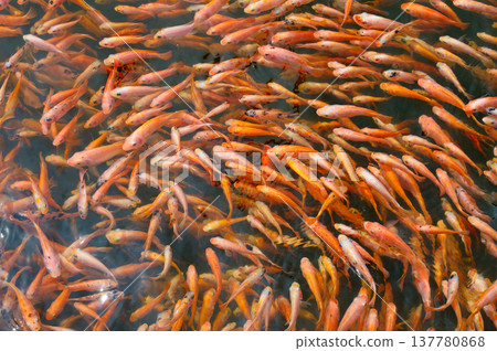 Top View of Many Red Tilapia Fish Swimming in Pond 137780868