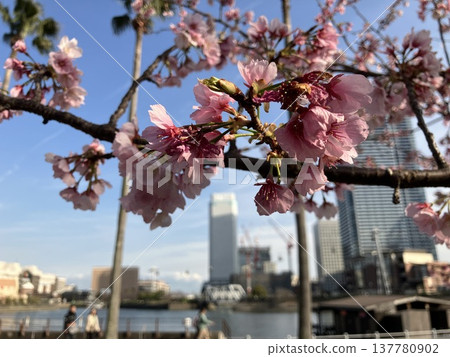 The winter cherry blossoms are in full bloom at the Nippon Maru Memorial Park in Minato Mirai. The winter cherry blossoms are in full bloom at the Nippon Maru Memorial Park in Minato Mirai. 137780902
