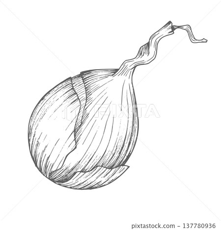 Onion. Vector ink styled handmade illustration. For packaging design, cards, cover, prints, product labels and fabric. 137780936