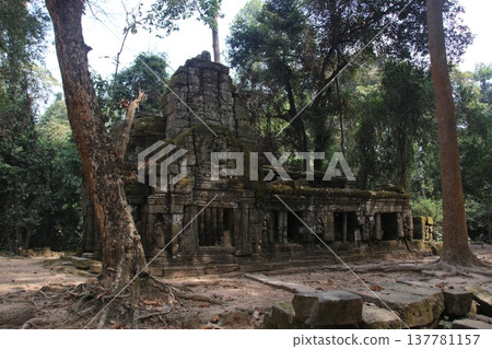 Ta Prohm Ta Prohm 137781157