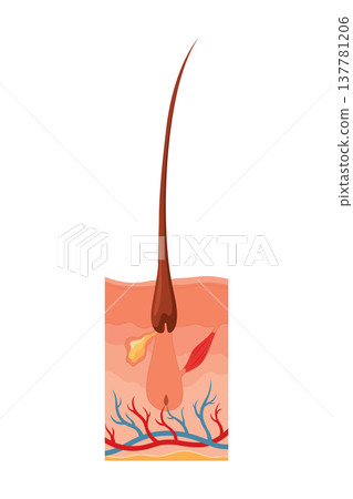 Hair growth cycle. Follicles phase. Early anagen hair bulbs phase. Human hair follicle anatomy. Cross section of layers of the skin 137781206