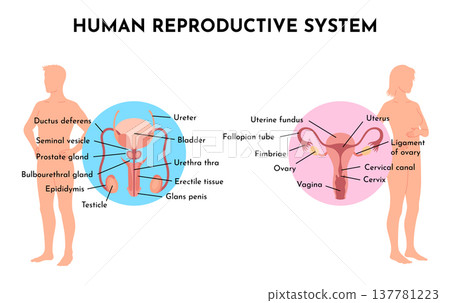 Human Reproductive System Vector Illustration Diagram, Male and Female. Medicine educational information 137781223