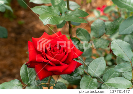 Bloom red rose with green leave in the garden Bloom red rose with green leave in the garden 137781477