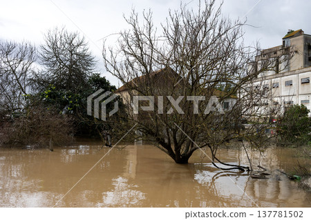 The impact of floods in Portugal in 2026, when rivers overflow and inundate agricultural fields The impact of floods in Portugal in 2026, when rivers overflow and inundate agricultural fields 137781502