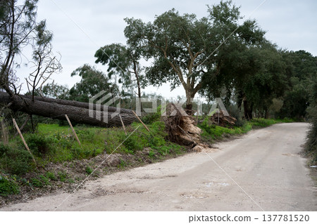 Huge tree felled by the wind of the major storms that hit Portugal in 2026 winter 137781520